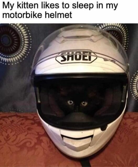 CatMotorbike.jpg.4291e609b8c35cffd566643513c32508.jpg