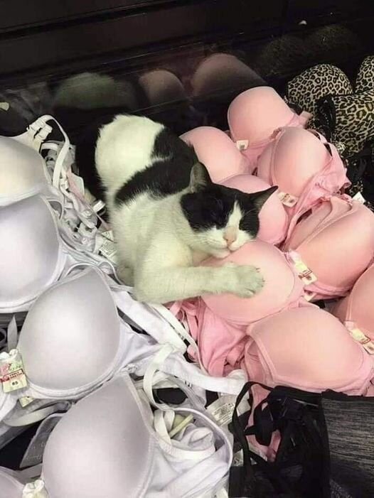 CatPillow.jpg.bb9770ef73ffc2576ab7f0f2529c13d9.jpg
