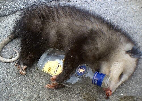 opossum.jpg.a3a37f9aed16327e38edbe1f335d0b86.jpg