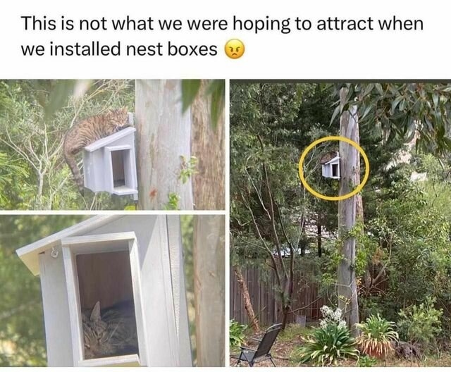 CatBirdBox.jpg.361e4e59b7dde44b57fd327254bc7bc1.jpg