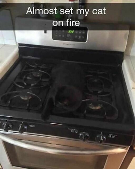 CatCareful.jpg.9f4245c38f9be497947efa3091871f55.jpg