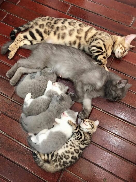 CatFamily.jpg.3d94c7e2268d37b0055ab402aae3b0bf.jpg