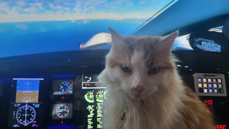 CatInCockpitInFlight.jpg.82712cff27a7b4939d915ede1675e2d8.jpg
