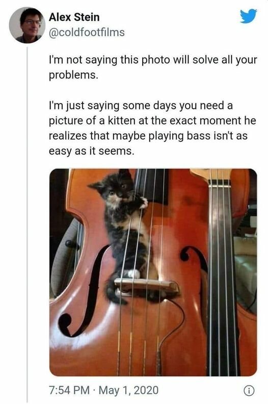 CatKittenPlayingBass.jpg.8492d84e098a71bddff822b8e756f26a.jpg