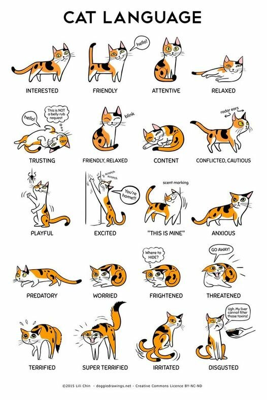 CatLanguage.jpg.5f290f311d1a48ab414de56b565262a1.jpg