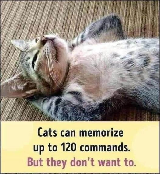 CatMemorizingCommands.jpg.ed09b2182746201908bebd784a6dcdb6.jpg