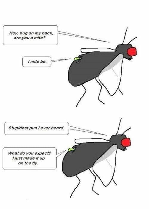 JokeFly.jpg.ff803d52df7fe38ef5db624dbe8a6b09.jpg