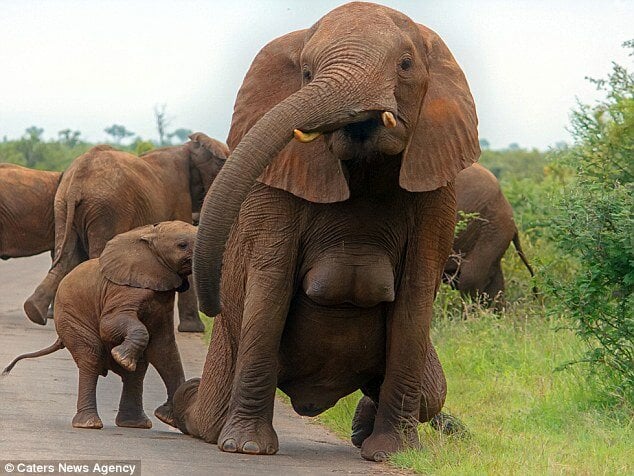elephant3383ADC300000578-3557482-image-a-53_1461582672057.jpg.1293e5a2a1acf76b8c76cf3a7e1b83bc.jpg