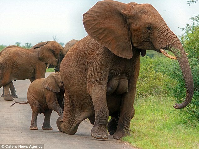 elephant3383AFF500000578-3557482-image-a-54_1461582773575.jpg.035c024ff9832953ac8c6c1b00355c3c.jpg