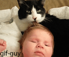 image.gif.de5f3a21b61f10e0a2e236d2820ca13b.gif