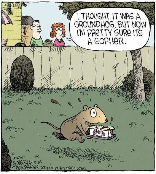 JokeGopher.jpg.1d206b2550cf4d3a7ac07e16b60e775b.jpg