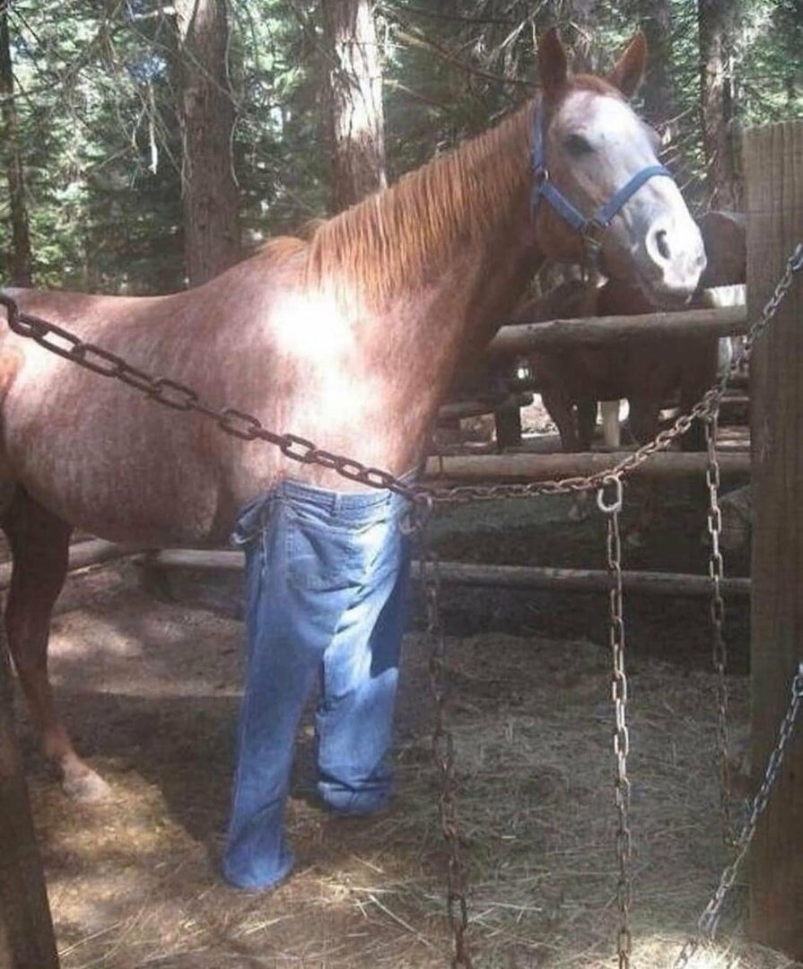 IfAHorseWorePants.thumb.jpg.bd5b7d1cde34294d3c82f12929574199.jpg