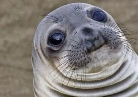 seal2.jpg.d0629a2546e04315c37be67138f24a0d.jpg