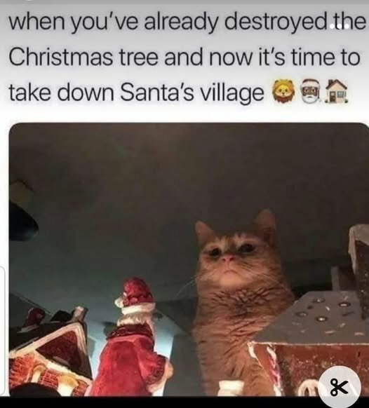CatChristmasTreeGoneVillageTime.jpg.10201da9639c263569f9ddfa48350837.jpg