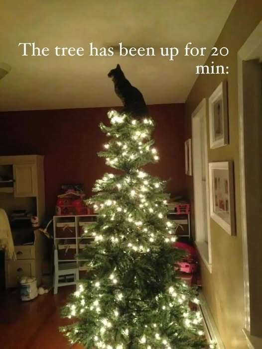 CatChristmasTreeUpFor20Minutes.jpg.ce7402f6bc39a094de1c354b85e184df.jpg