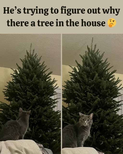 CatTreeInHouse.jpg.10cbc6013dfb0251f4e2305f4740edff.jpg