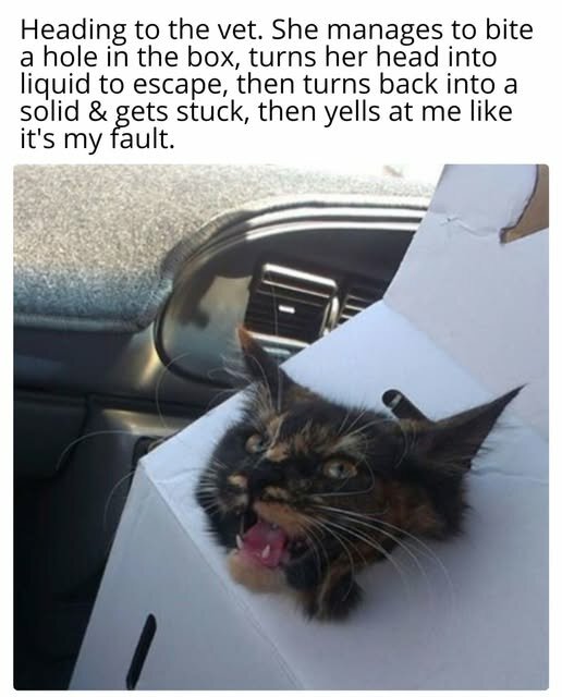 CatCardboardBox.jpg.a08e7fd04c346254e0fb1ed095ad97c5.jpg