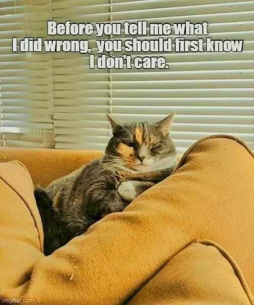 CatDidWrongDoesntCare.jpg.ac45a60e42d3736e11e60ecb2ed26c0d.jpg