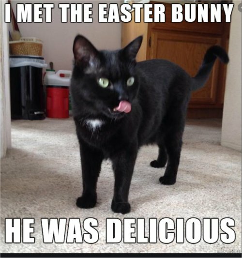 CatEasterBunnyWasDelicious.jpg.96321b9c35b65a7692864033d845c766.jpg