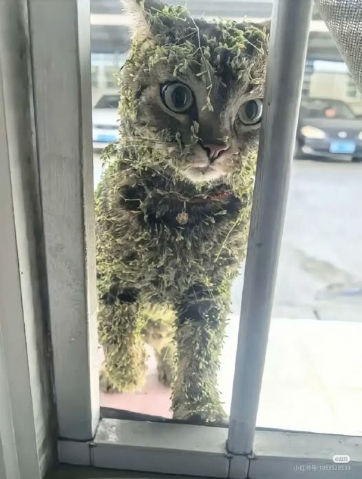 CatForgotHisSniperRifle.jpg.d703b2410beea86274f6de43fb00b652.jpg