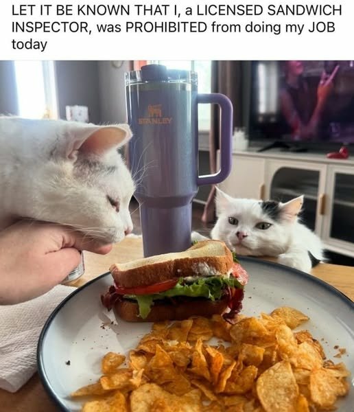 CatLicensedSandwichInspector.jpg.4b47ac8b3436d639af2359c9168837f1.jpg