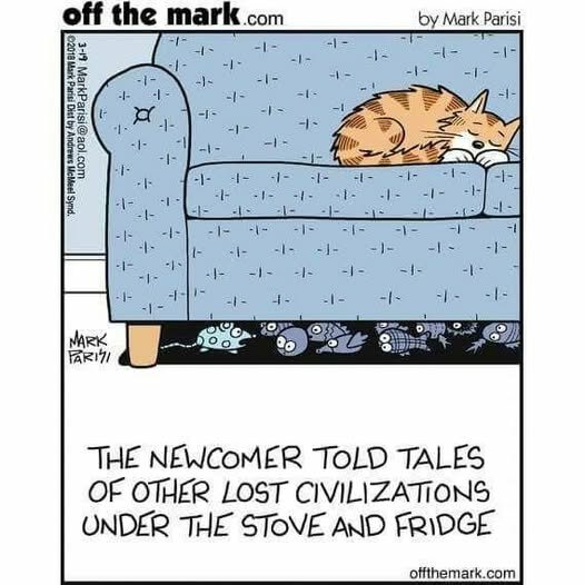 CatLostToys.jpg.4df1dc644ae76f678917c73bfbce1838.jpg