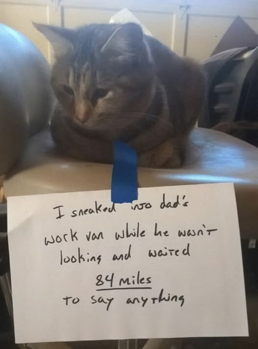CatWorkVanKitty.jpg.cc81806682473f3a6afd80c975ed4a37.jpg