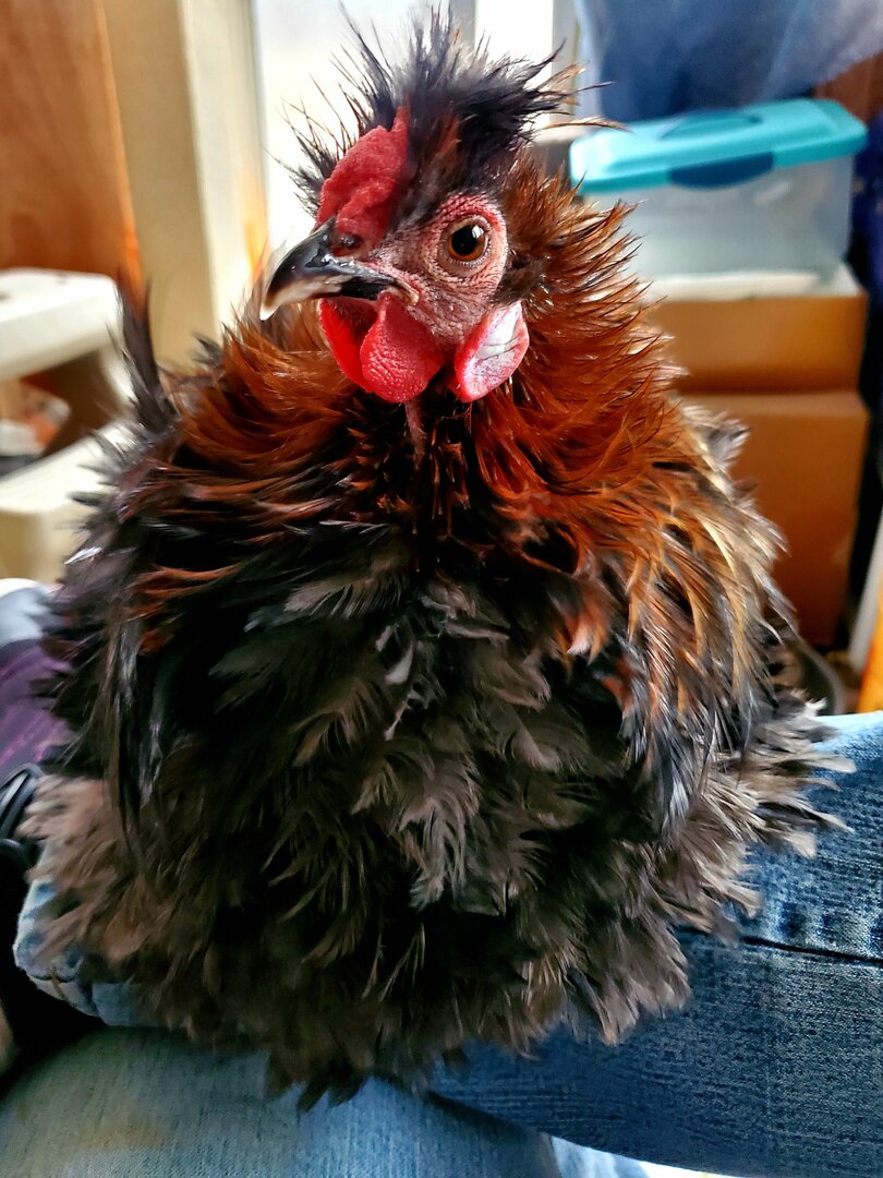 Fluffer21.thumb.jpg.8fa26c50139665da18ca3cf65ad57e76.jpg