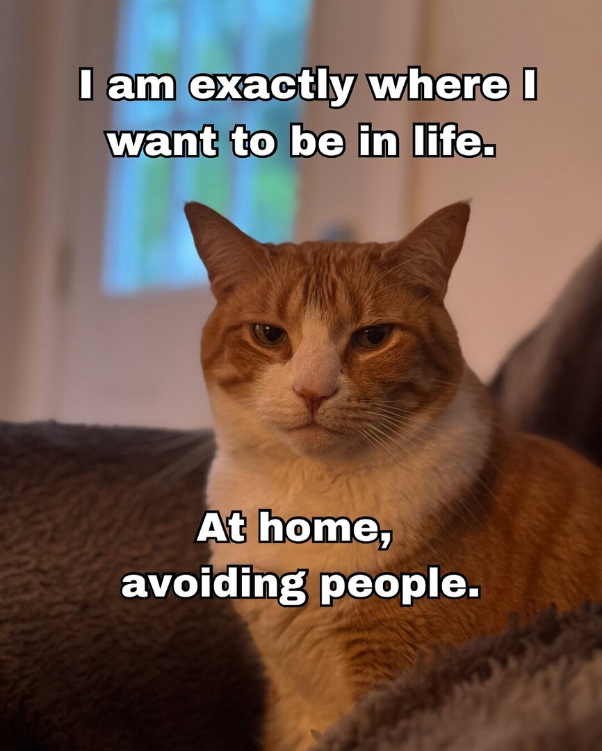 CatAtHomeAvoidingPeople.thumb.jpg.508a64980b93cc768c8268fb47fd8120.jpg