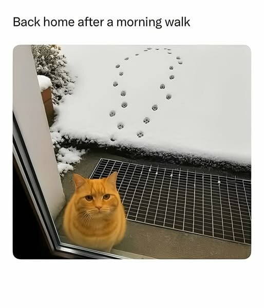 CatBackHomeAfterMorningWalk.jpg.fa0b7aa0cf9ca02b88db4ab2c366e422.jpg