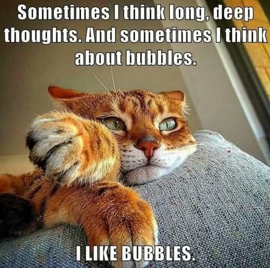 CatBubbles.jpg.5f915c607e01f8dc42d2311da8889c8c.jpg