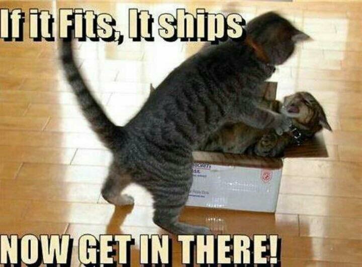CatIfItFitsItShips.jpg.3e797cda21c0ababb892a79d0c14c4a0.jpg