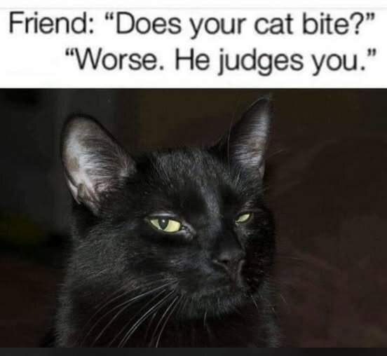 CatJudgesYou.jpg.abb57f0a81a407018eff05432e7647e5.jpg