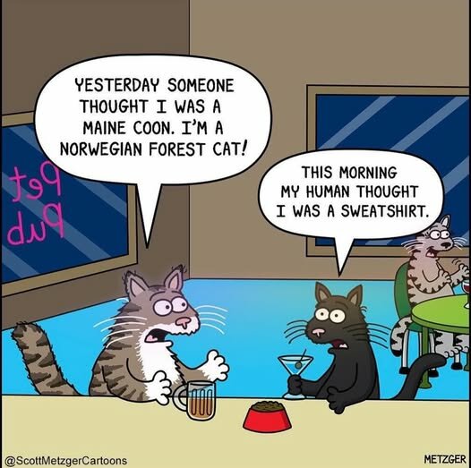 CatMaineCoon.jpg.6bbf4cf2115e56e71673694fe4f8070f.jpg
