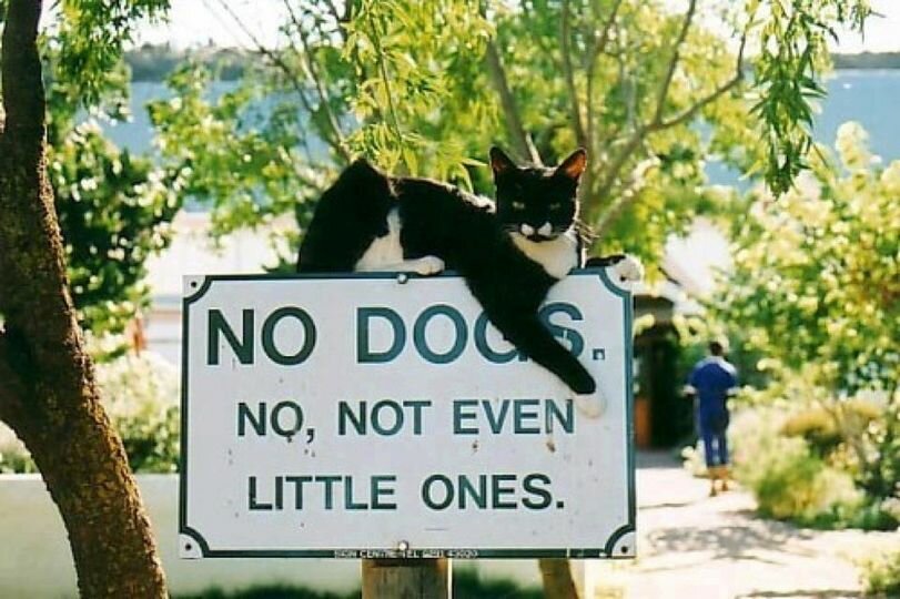 CatNODogs.jpg.7a38392ada6b6d0e5c2ebd1cf3afdc66.jpg