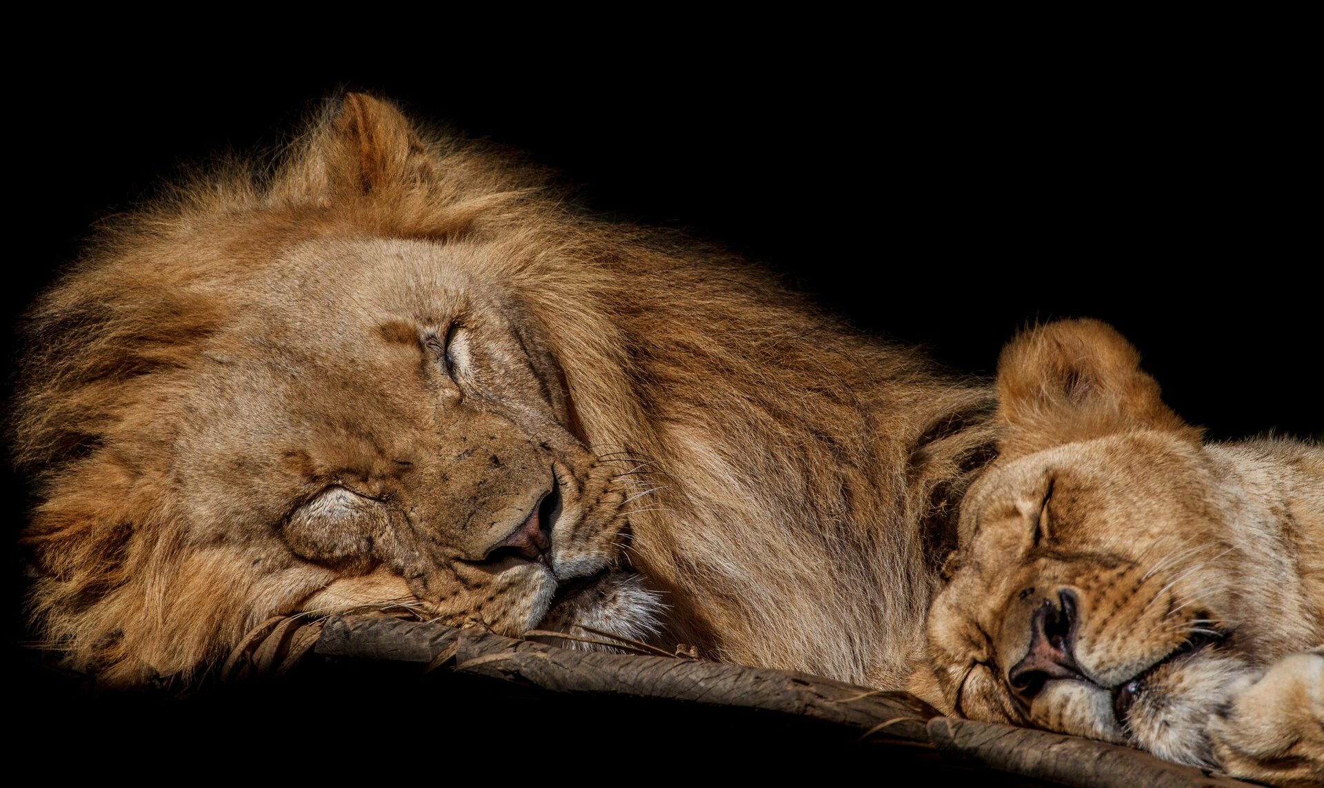sleeping-lions-in-zoo-free-photo.thumb.jpg.0cc059e8084b849324f24af6238b31f7.jpg