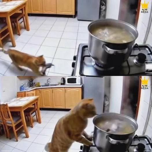 CatAStewEdition.jpg.9e56f8293d5a3858687a63013716d2ef.jpg