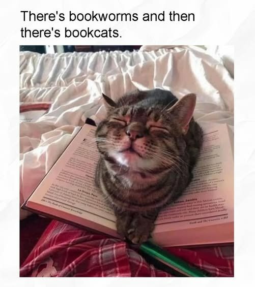 CatBookCat.jpg.37accaabf73617458b35800d6dfee540.jpg