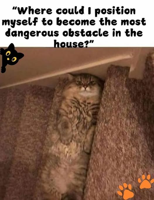 CatDangerousObstical.jpg.7222a7b6518c9d7466af016da398abc3.jpg