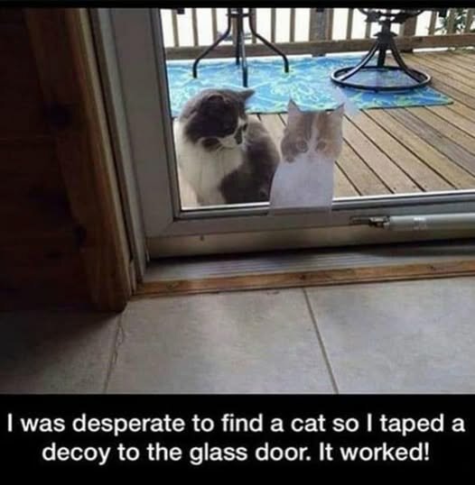 CatDecoy.jpg.71051a222dc83bd1dd072d2e00ed80e3.jpg