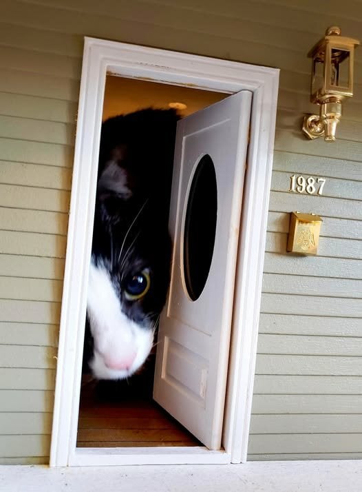 CatDollhouseNoScolicitors.jpg.a52943aac05627bd4b4f5c0e12f80717.jpg