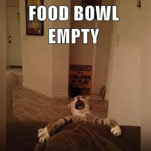CatFoodBowlEmpty.jpg.66a7ba696e58318545c69c2218a4e229.jpg