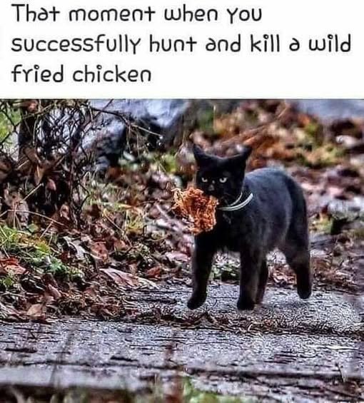 CatHuntAndKillWIldFriedChicken.jpg.fd75615703429d4bb79f5d795511f497.jpg