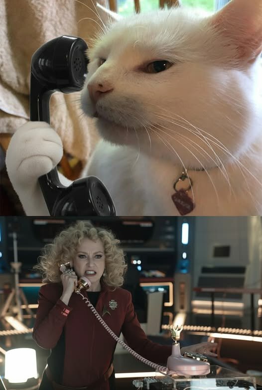 CatPhone.jpg.e48cd5ab7463a5d1c5fb07e96bc317ec.jpg