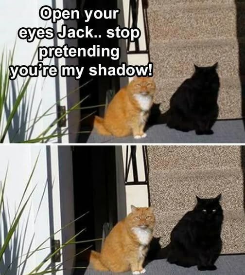 CatShadow.jpg.cb6051a390b414327ca21c5a96074309.jpg