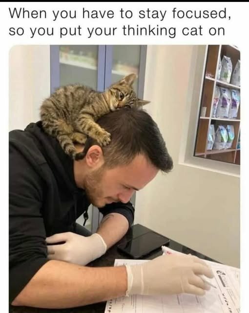 CatThinkingCat.jpg.e237c59d06d0a77bbfcd46d5e71f6386.jpg