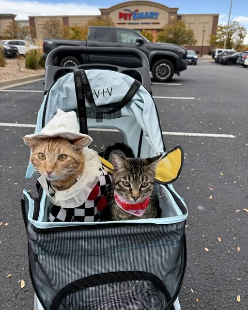 HaloweenCatCostumeOrangeWitch.jpg.31d553aeffcb901eaa920fad64e2f70b.jpg