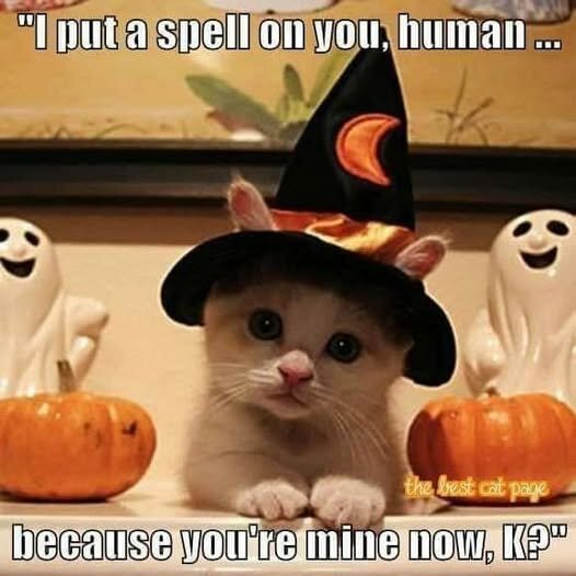 HaloweenCatSpell.jpg.537d2203a318a5e9ac2b630b6baad863.jpg