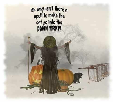 HaloweenCatTrap.jpg.71743f2f117c4b968f80ac679a2754ec.jpg