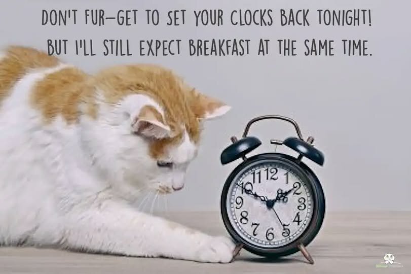 CatClocksBack.jpg.a5998eed0fa09f2ca07d23213c6ff214.jpg